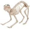 Squelette chat Halloween