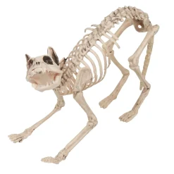 Squelette chat Halloween